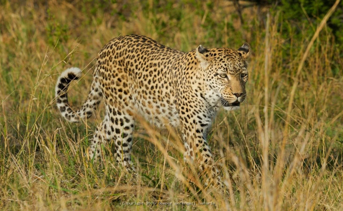 Tanzania Safari: Serengeti Plains & Ngorongoro Crater Wildlife Experience
