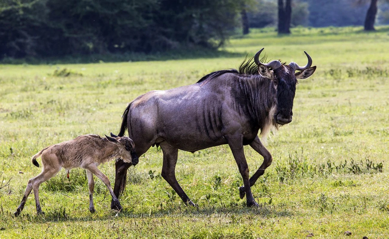 Tarangire, Ndutu Calving Plains & Ngorongoro Crater Safari