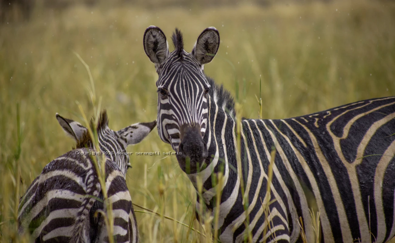 Northern Serengeti Migration & Ngorongoro Crater Safari