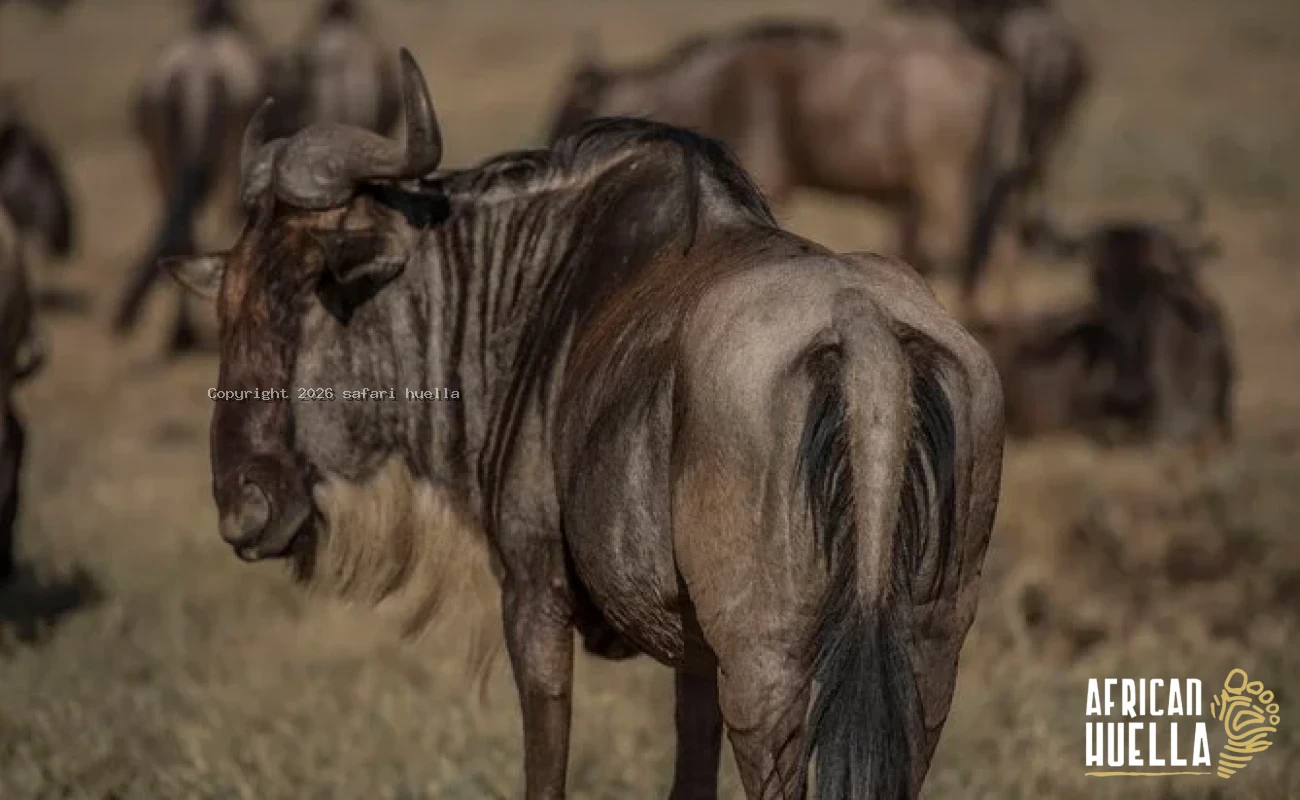Great Migration Safari in Tanzania