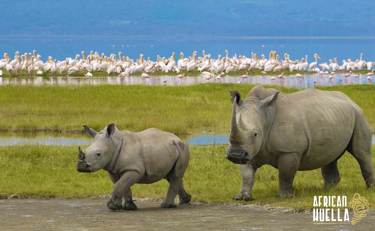 Ngorongoro Crater Safari | Big Five Wildlife Tour from Arusha