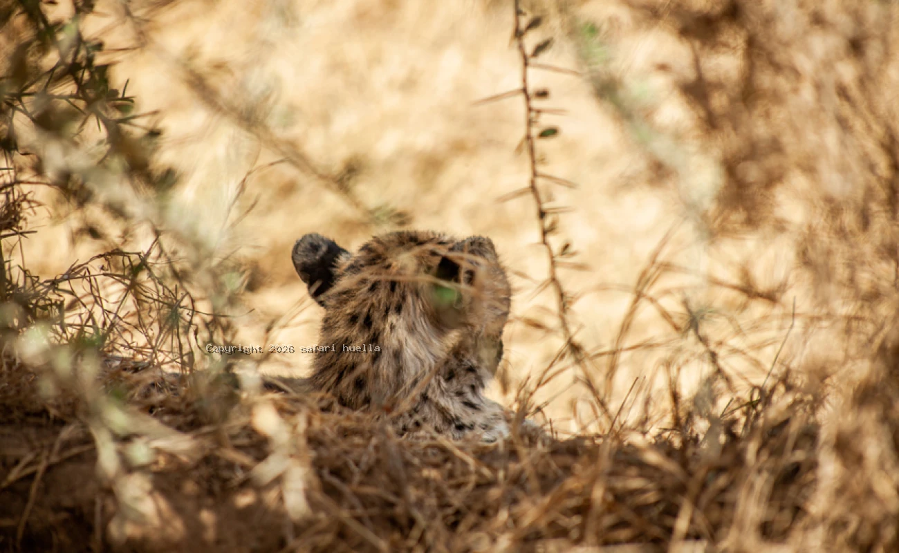 Tarangire, Serengeti & Ngorongoro Crater Safari