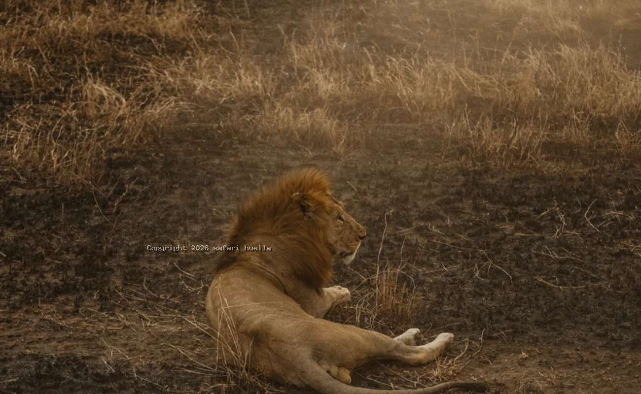 North Serengeti Great Migration Safari 