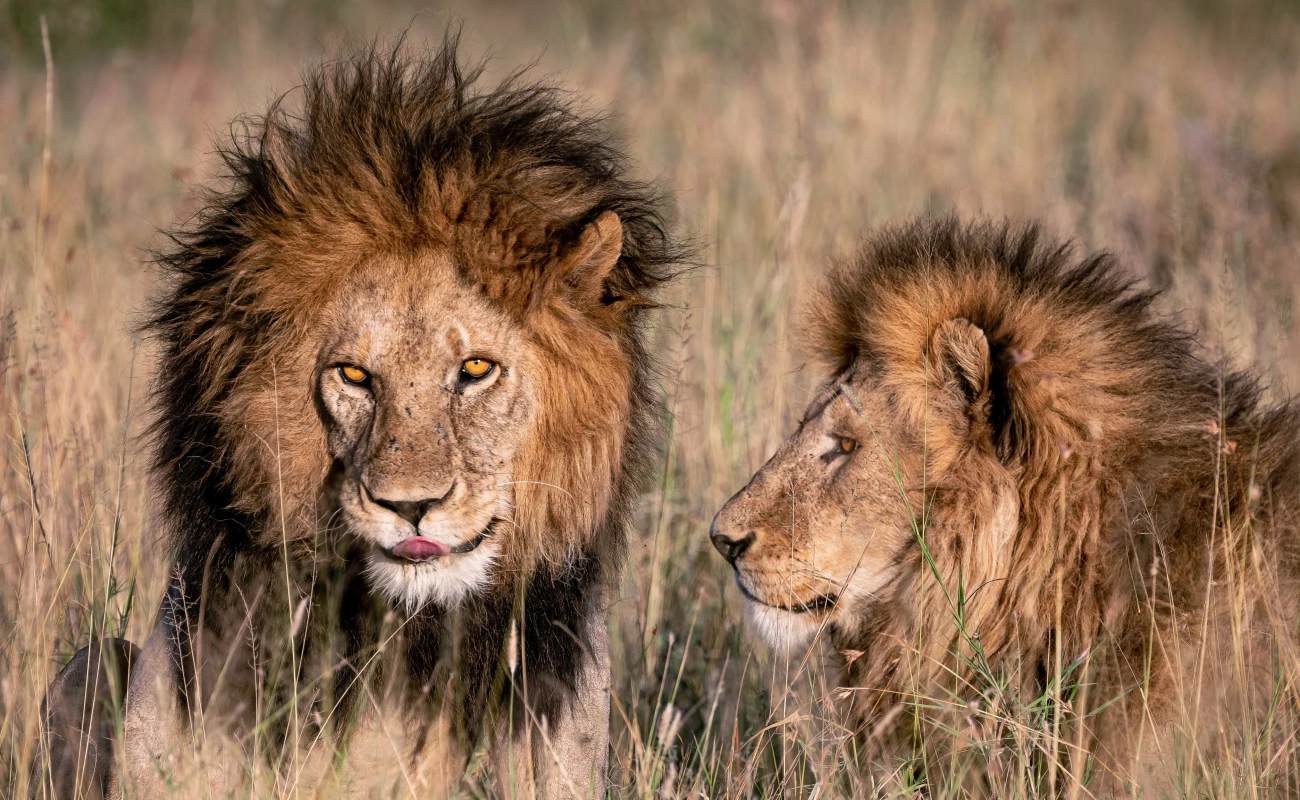 Maasai Mara Safari from Nairobi | Big Five 