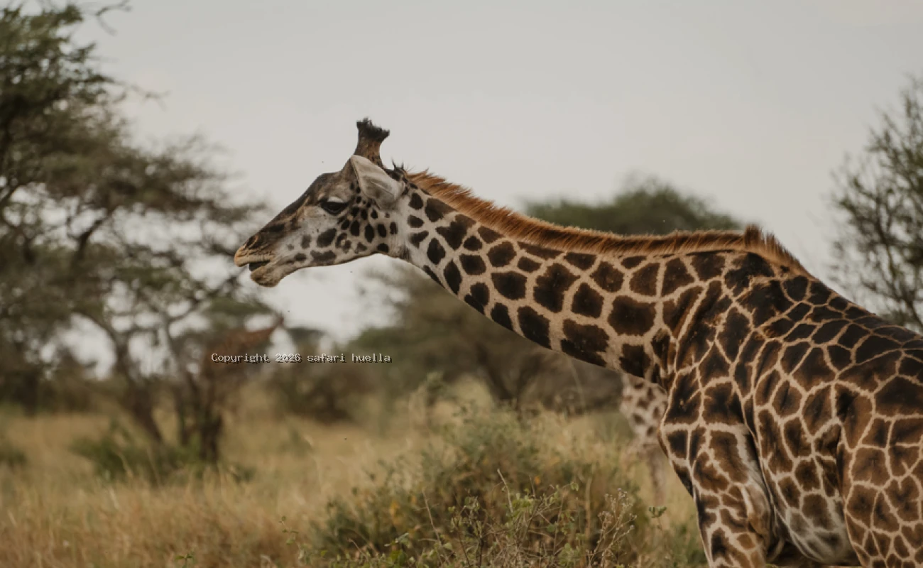 Mikumi Safari | Game Drive & Maasai Cultural Tour