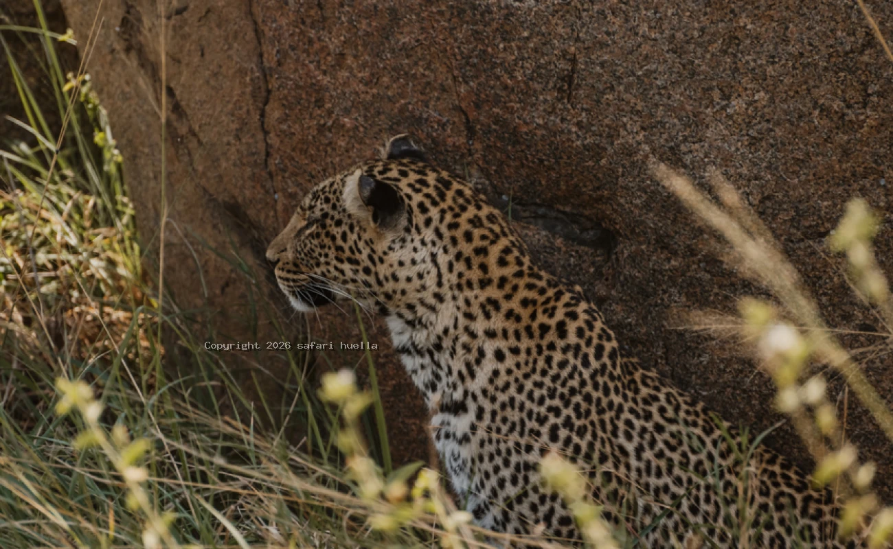Tanzania Safari: Serengeti Plains, Ngorongoro Crater Wildlife Experience