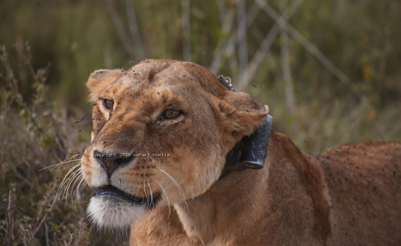 Maasai Mara Safari from Nairobi | Big Five 
