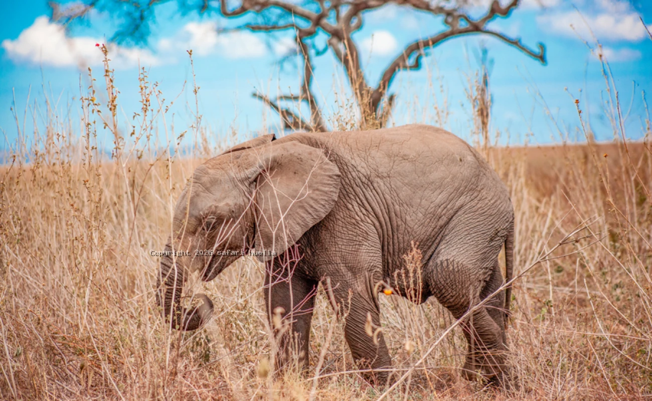 Tarangire, Ngorongoro Crater Safari
