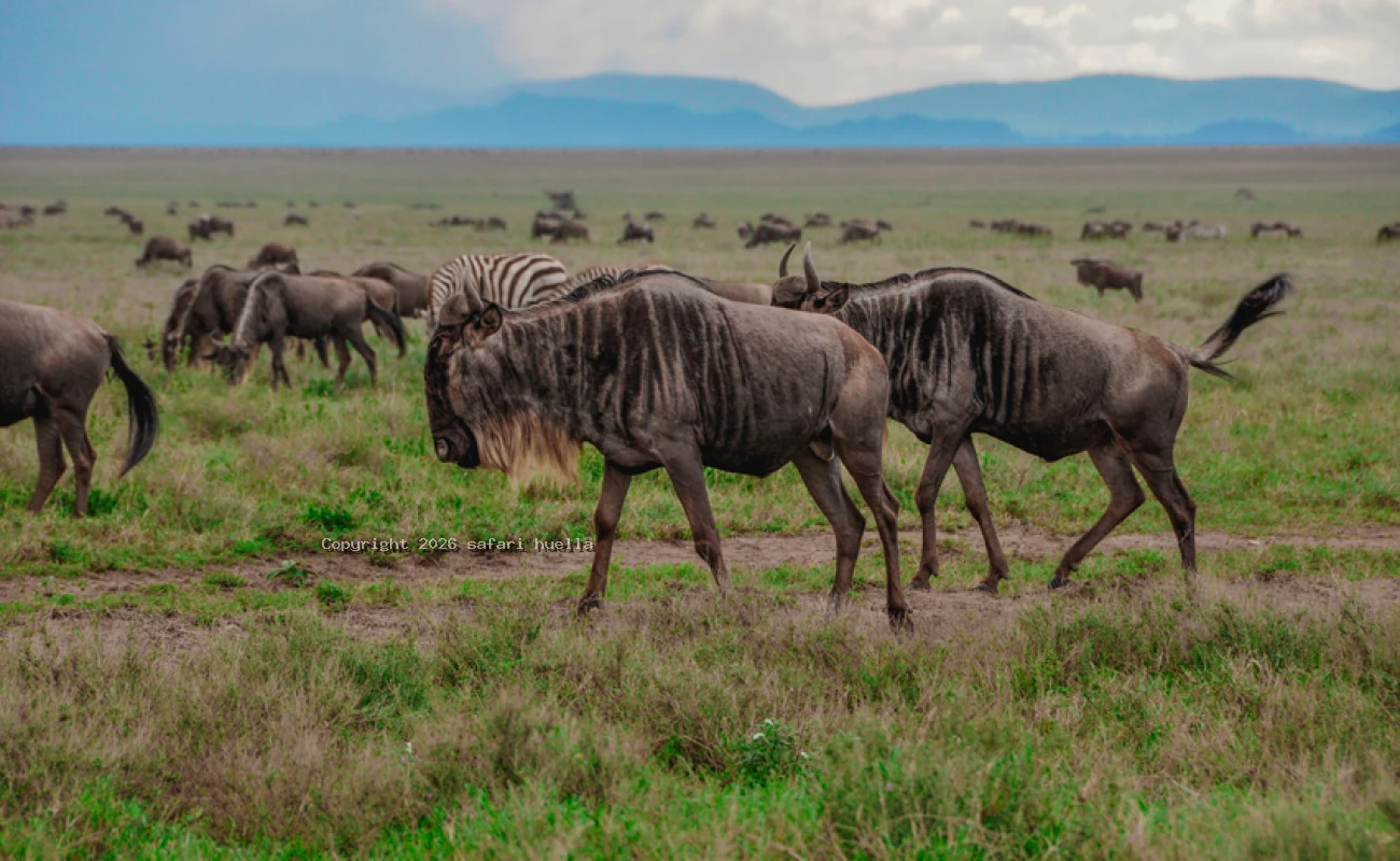 Great Migration Safari in Tanzania