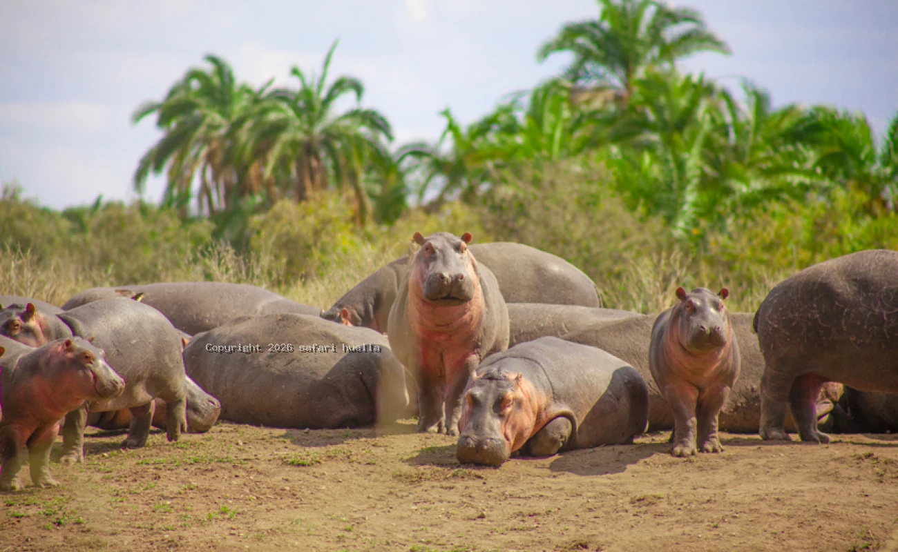 Kenya Safari and Diani Beach Holiday | Maasai Mara