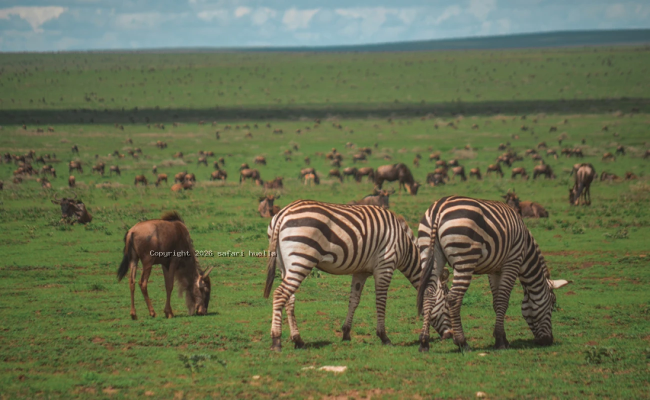 Tarangire, Ndutu Calving Plains, Ngorongoro Crater Safari