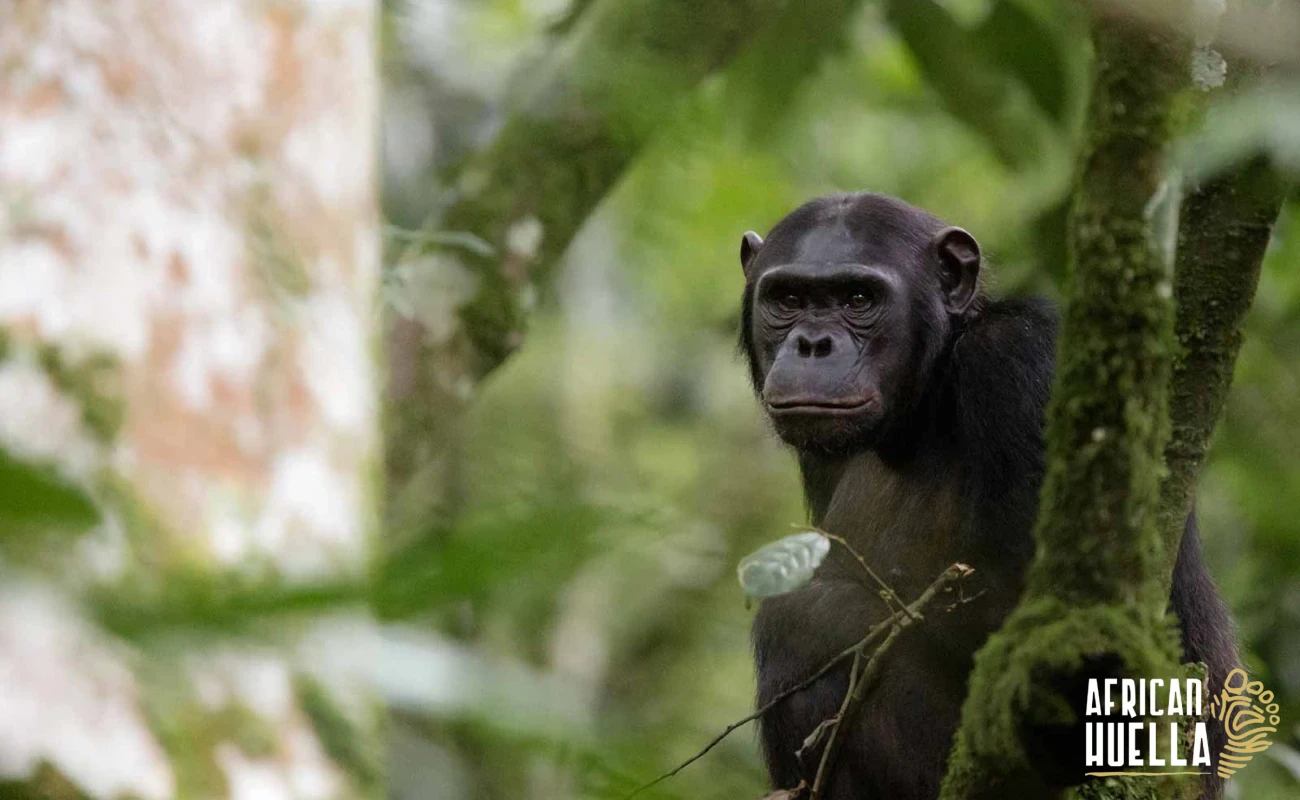Primate Adventure Rwanda | Gorilla Trekking