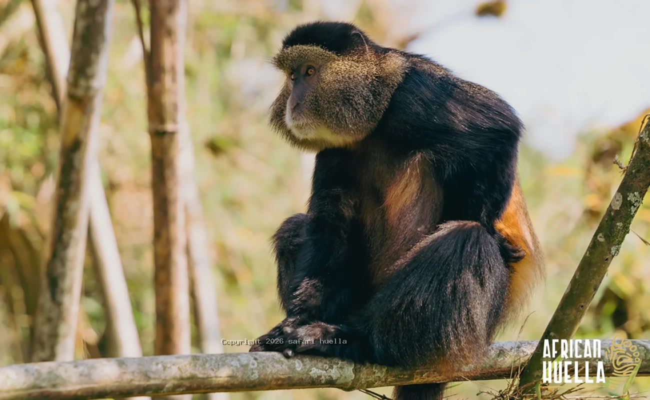 Primate Discovery Rwanda | Gorilla and Monkey